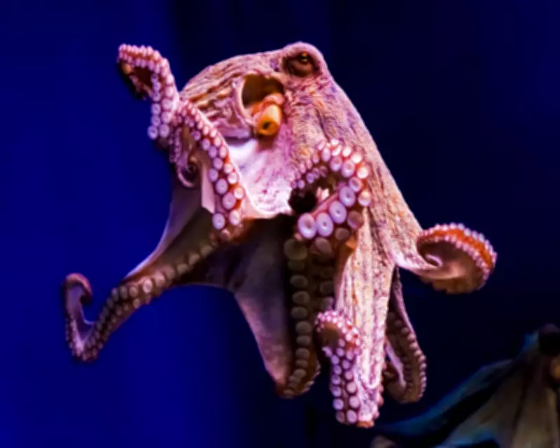 Amputee Octopuses: Scientific Breakthrough or Ethical Dilemma?