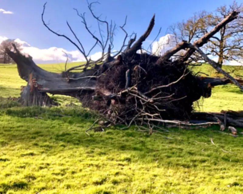 Ancient Lime Tree's Sudden Fall Redefines Shropshire Landscape After Centuries