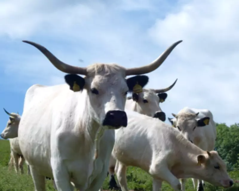 Ancient White Park Cattle Declared 'Priority' At-Risk Breed in UK Conservation Alert