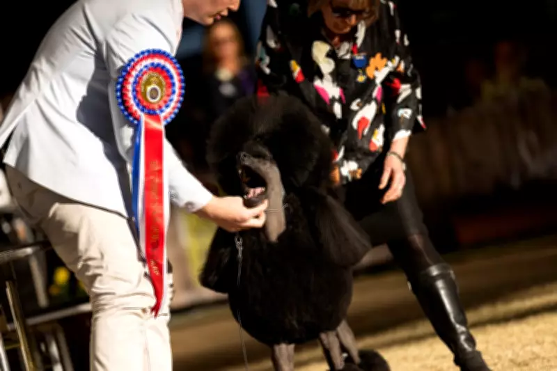 Anton the Poodle Makes History with Back-to-Back Win at Sydney Royal Easter Show