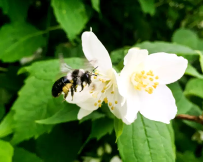 Ashy Mining Bees: Solitary Yet Social Spring Pollinators in Hampshire