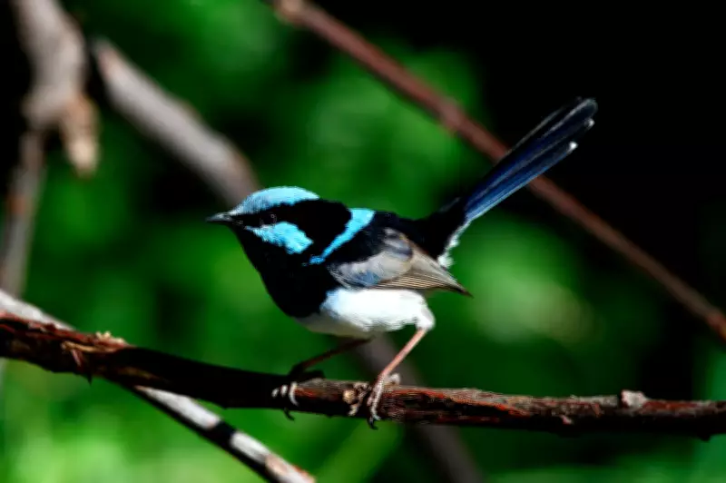 Australia's Beloved Superb Fairywren Faces Extinction Within Decades Due to Climate Crisis