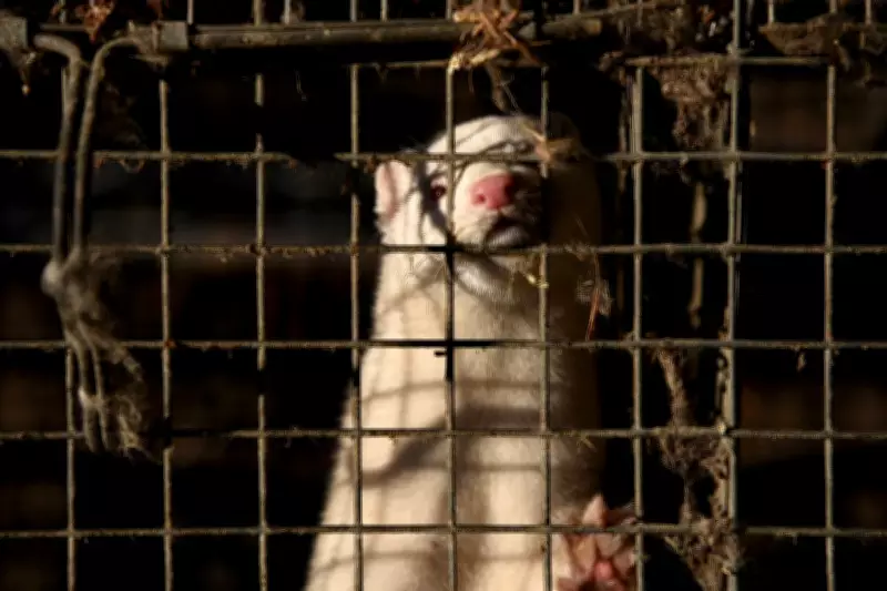 Ban Fur Farming to Prevent the Next Pandemic, Experts Warn