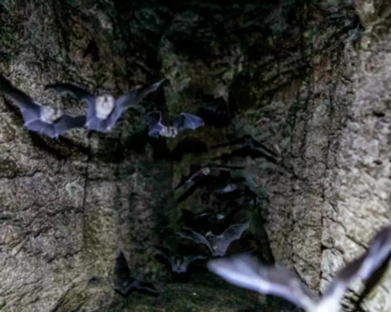Bat Guano Research in Mozambique's Gorongosa Park Reveals Ecosystem Secrets