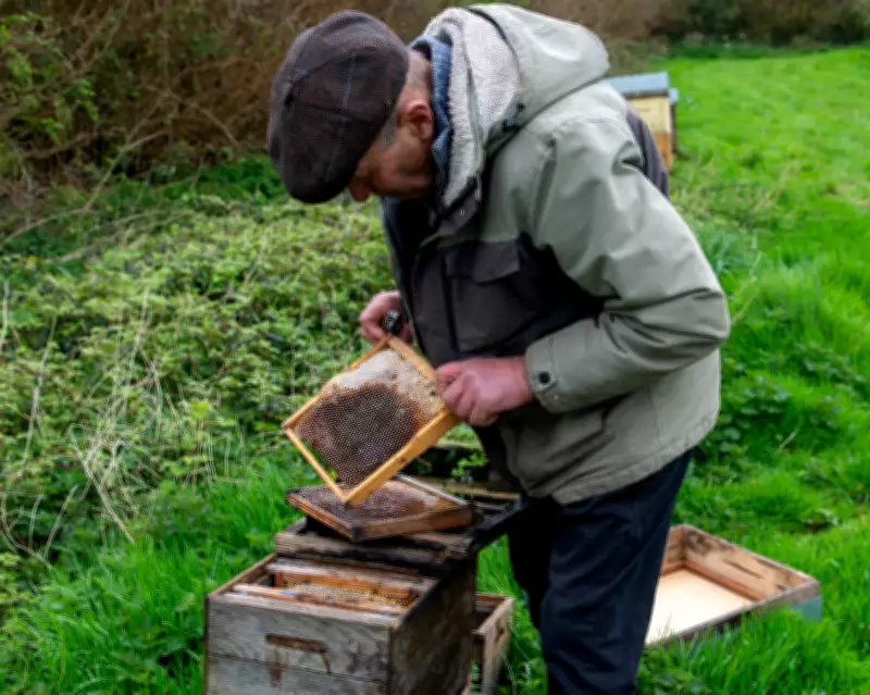 Beekeeper's Winter Wipeout: 75-Year Streak Ends in Cornwall