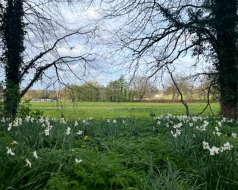 Belfast's Lower Botanic Gardens Meadow Faces Threat Despite Vital Community Role