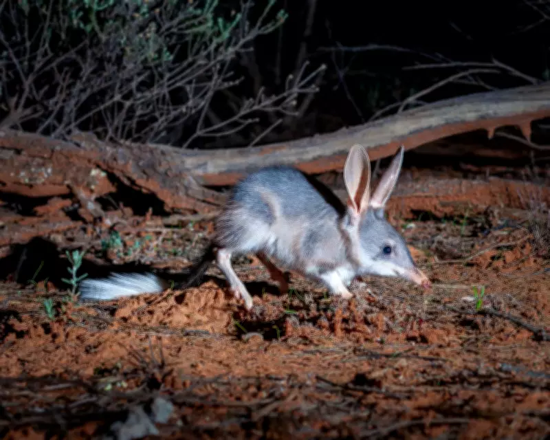 Bilby Breeding Boom: Population Soars to 1,840 in NSW Conservation Success