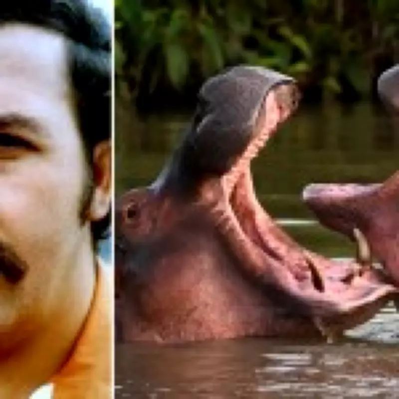 Billionaire's Son Offers to Rehome Pablo Escobar's Cocaine Hippos