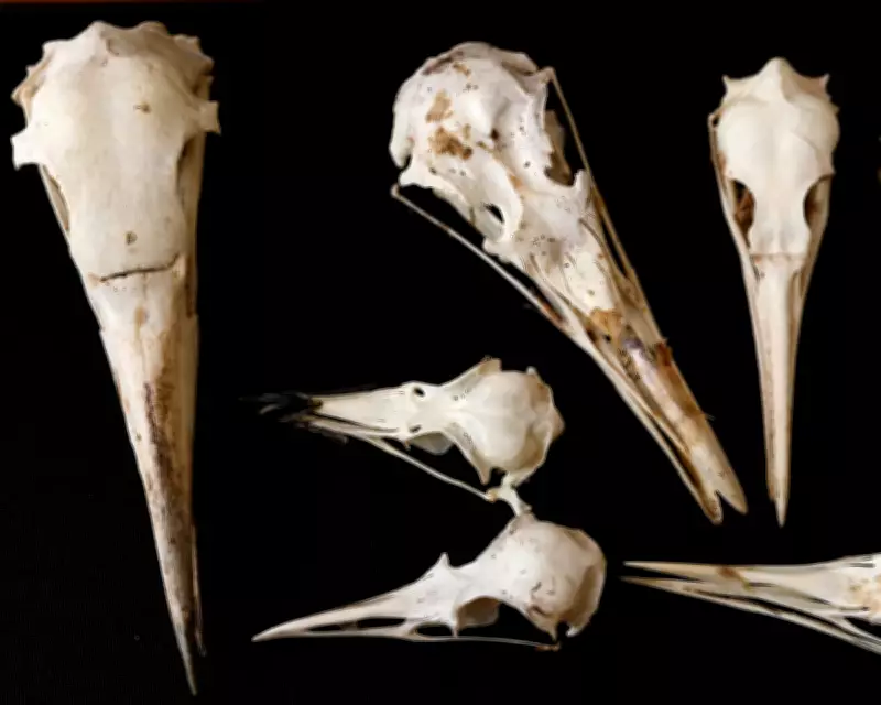 Bird Skulls May Reveal the Inner Lives of Dinosaurs Like T. Rex