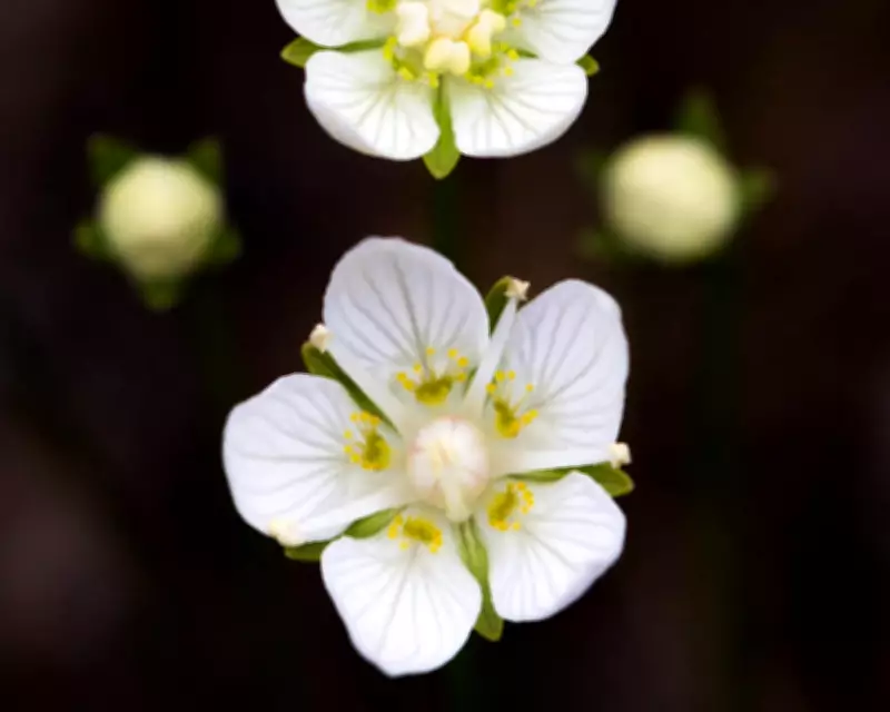 Bog Star's Demise: A Botanist's Lament for a Vanishing Wildflower