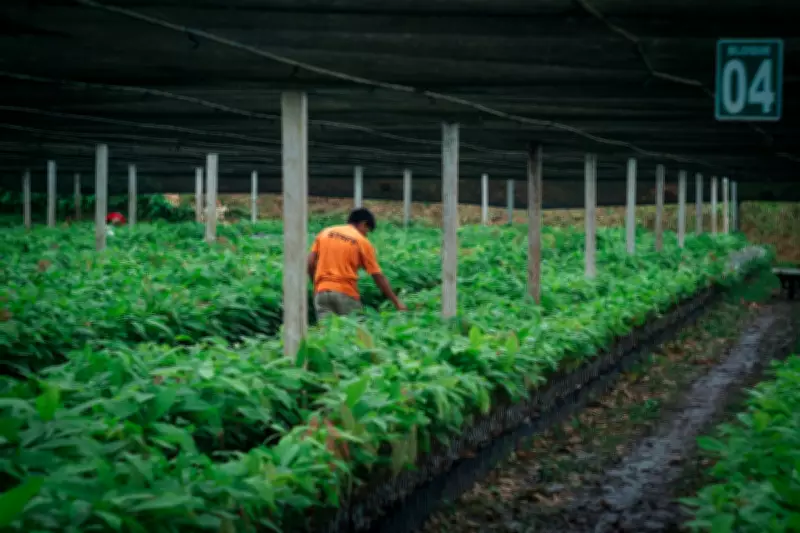 Bolivia's Cacao Farmers Triumph Over Gold Mining With Local Bans
