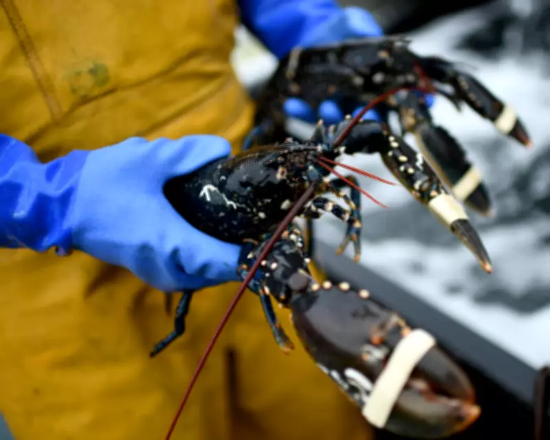 Brexit Trade Deal Won't End All Red Tape for UK Food Exports