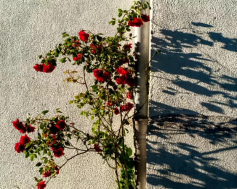 Bringing Japanese Art of Ma into My Garden: Shadows and Light