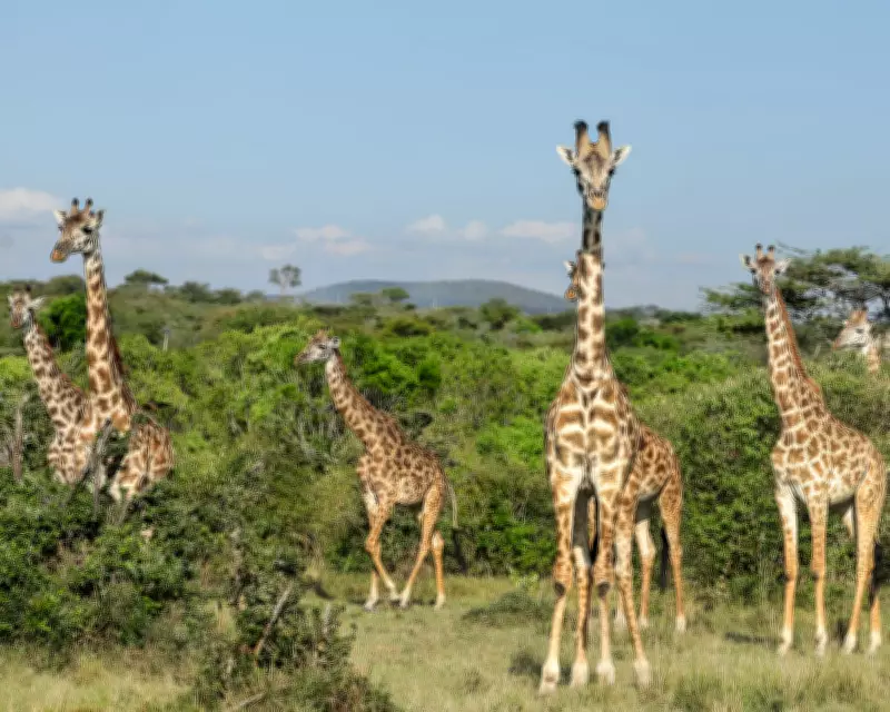 British Ban on Trophy Hunting Imports Long Overdue, Say Activists
