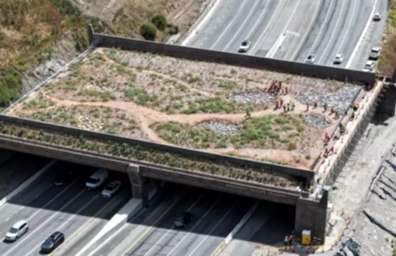 California Wildlife Bridge Nears Completion Amid Right-Wing Backlash
