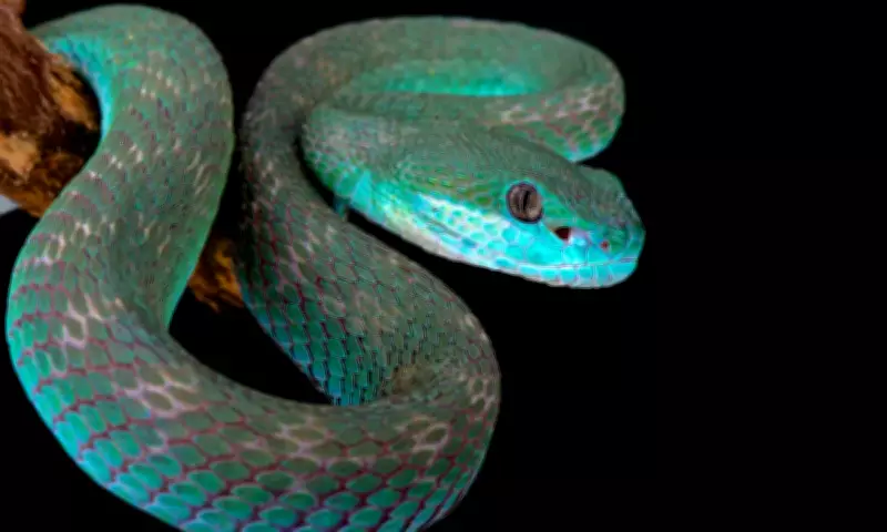 Can You Solve the Snake Escape Puzzle? Two Snakes, Two Passages