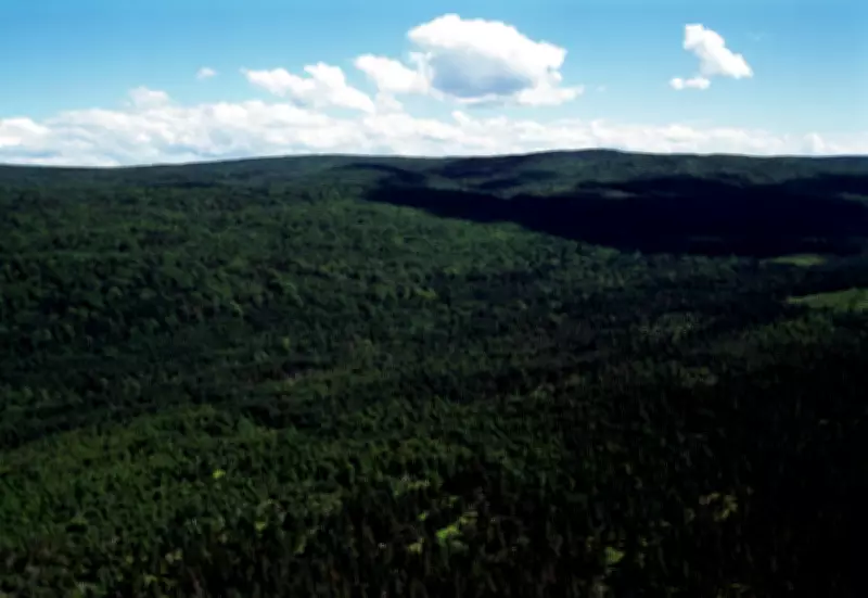 Canadian Judge Overturns Nova Scotia's Vague Woods Ban Amid Wildfires