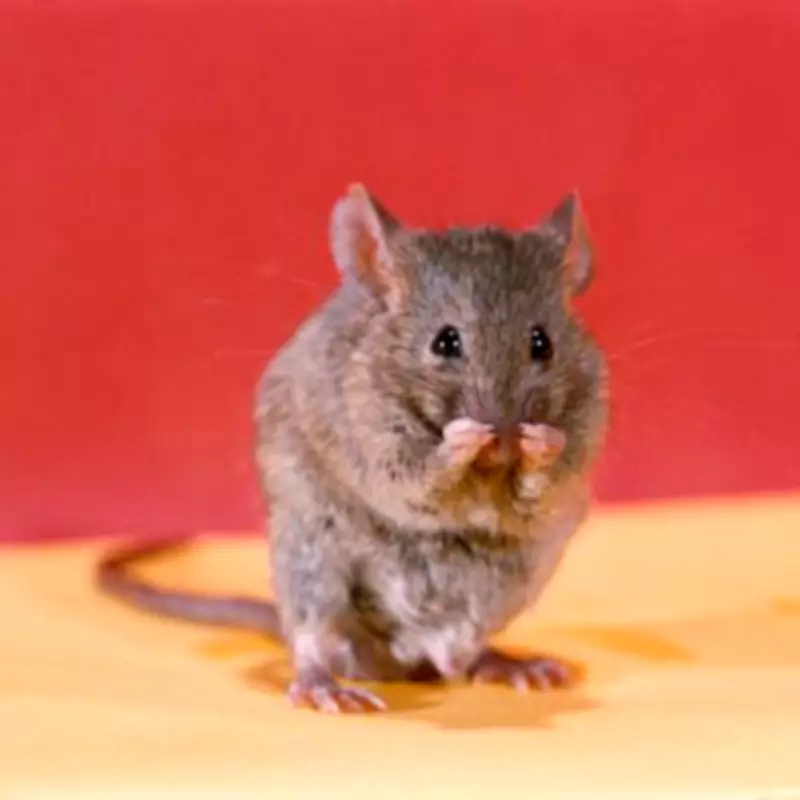 Catering Firm Fined £120k Over Mouse-Infested School Kitchen