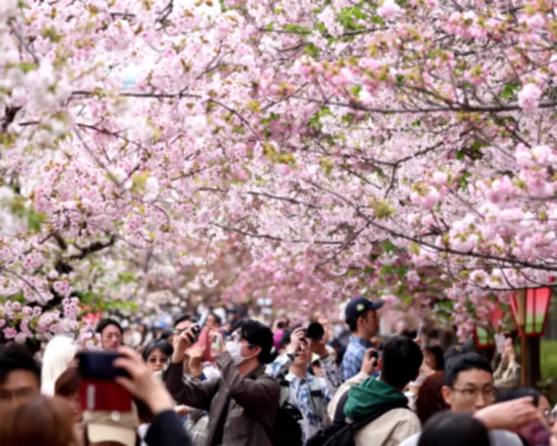 Cherry Blossom Legacy Lives On: 1,200-Year Climate Record Secured After Scientist's Death