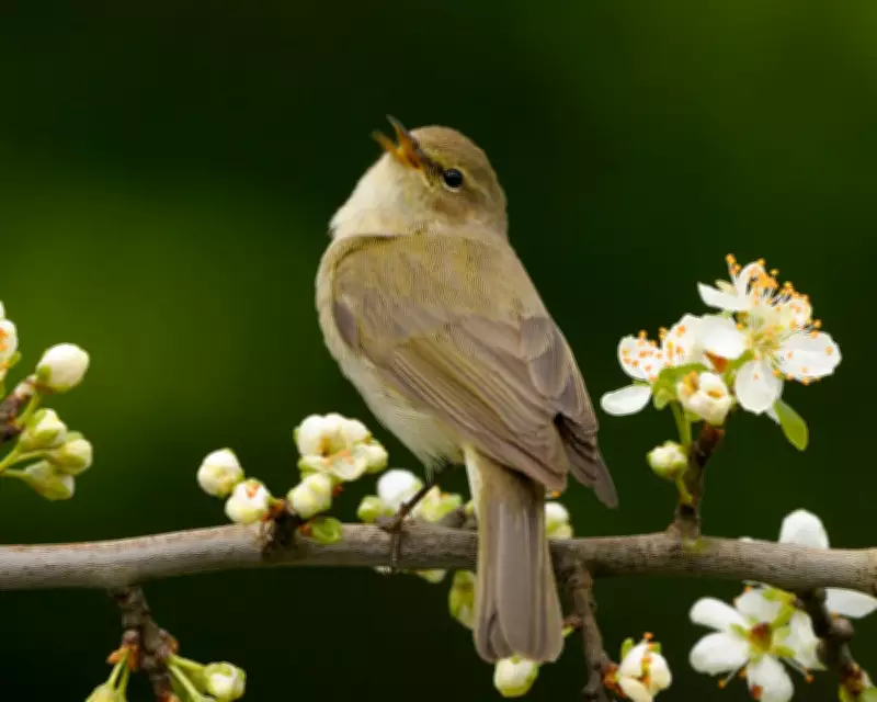 Chiffchaffs Arrive Early in Britain as Climate Change Alters Migration Patterns