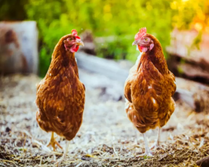 Chlorinated Chicken Imports Would Undermine UK Food Safety, Experts Warn