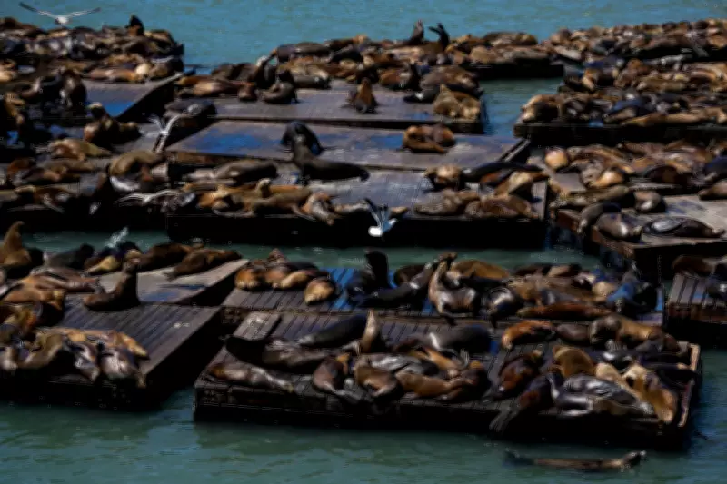 Chonkers the Sea Lion Rescued from San Francisco Bay Area