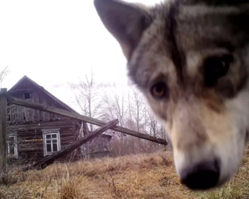 Chornobyl's Wildlife Thrives 40 Years After Nuclear Disaster