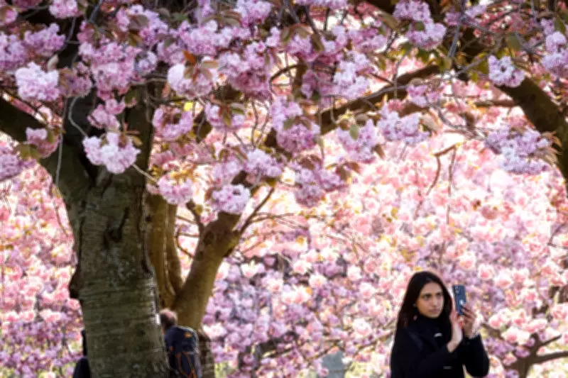 Climate Breakdown Extends Pollen Season in UK and Europe by Weeks