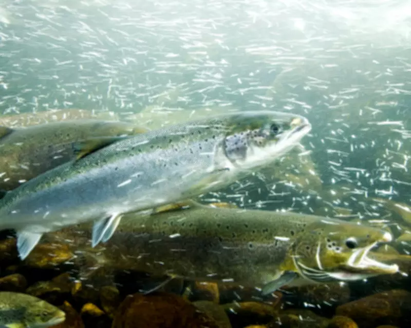 Cocaine Pollution in Rivers Disrupts Salmon Behavior, Study Reveals