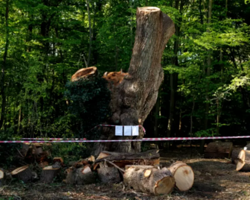 Contractor Identified in Ancient London Oak Felling Scandal