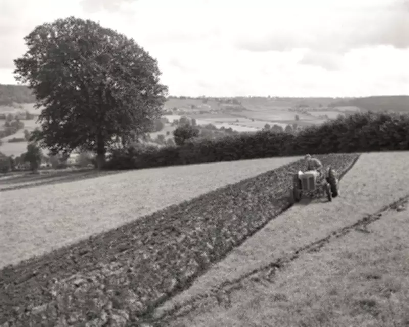 Country Diary 1951: Spring Rush on the Farm in Herefordshire
