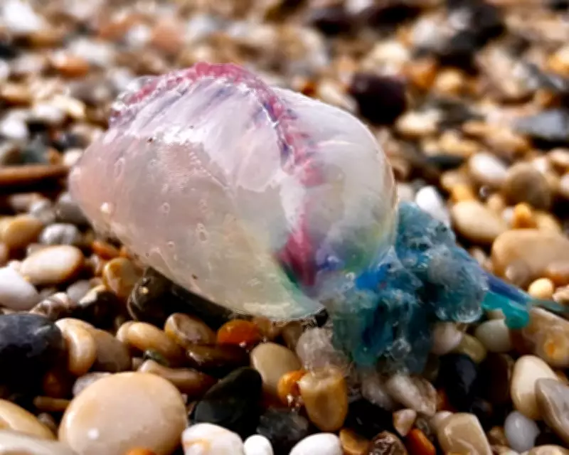 Country Diary: A Dead Portuguese Man-of-War Remains a Hazardous Creature