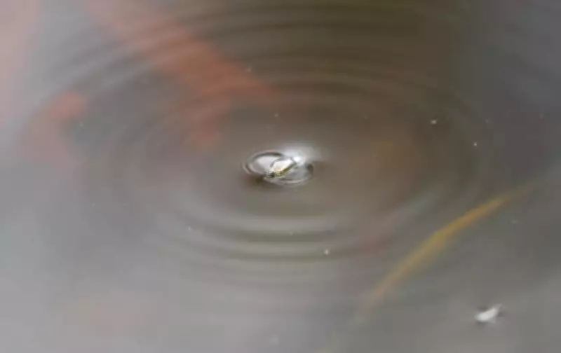 Country Diary: The Simple Pleasure of Watching Whirligig Beetles