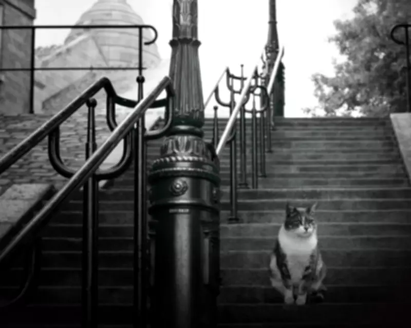 Deborah Levy's Parisian Fiction Explores Gertrude Stein Through Lost Cat Tale