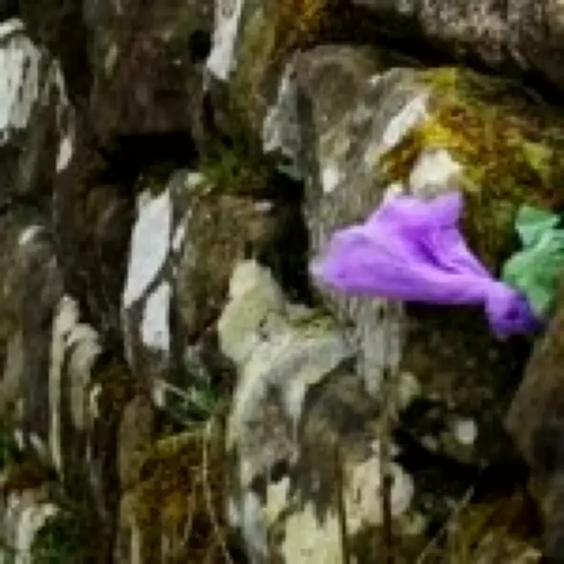 Dog Waste Crisis at Hadrian's Wall Sparks Outrage Among Conservationists