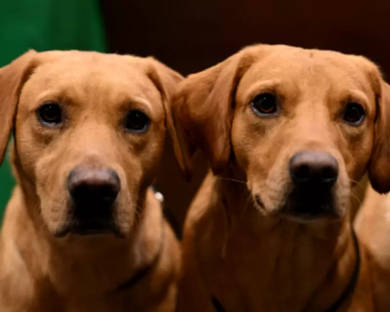 Dogs' Brains Shrank After Domestication, But They're Not Dumber