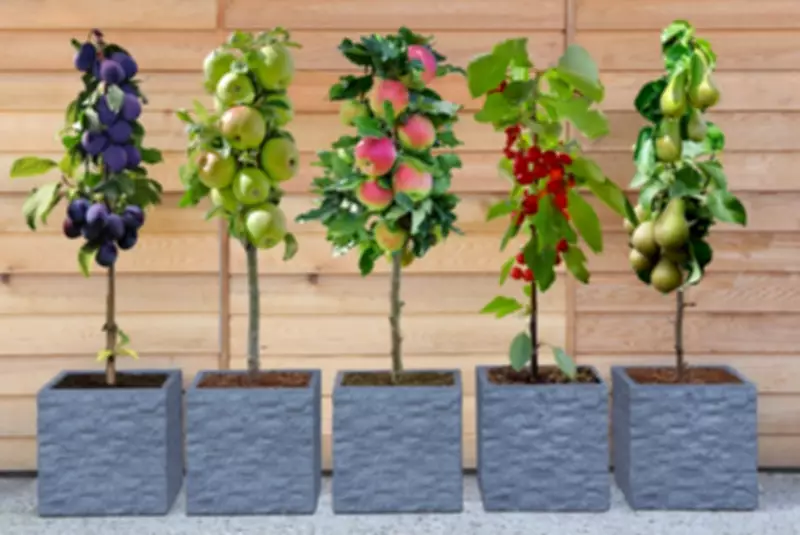 Dwarf Fruit Trees for £6.99: 53% Off Patio Plants at Wowcher