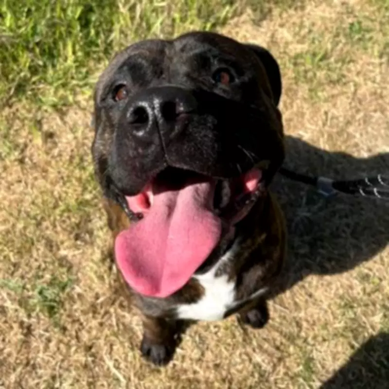 East London Man Banned from Owning Animals After Kicking Dog in Head