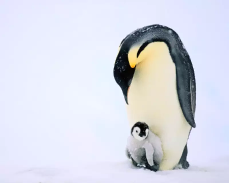 Emperor Penguins Declared Endangered as Climate Crisis Causes Mass Chick Drownings