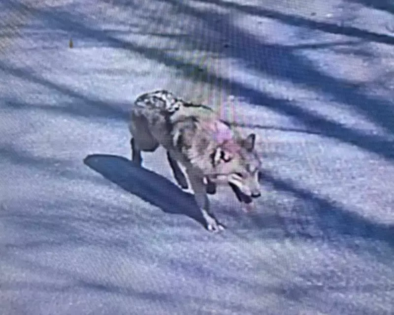 Escaped Wolf Captured Safely After Nine-Day Search in South Korea