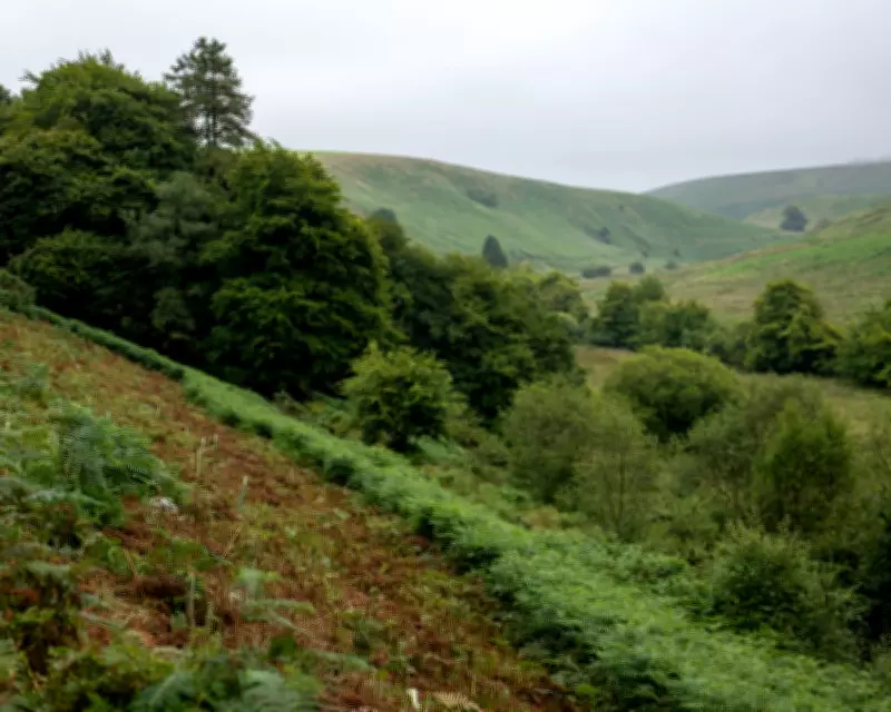 Exmoor Big Cat Sighting: Biologists Recall 1982 Puma Encounter