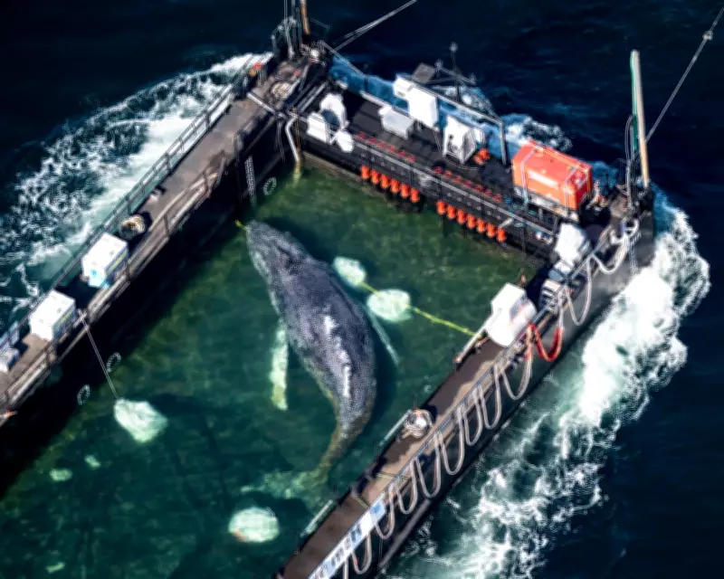 Experts Criticize Rescue of Stranded Whale Timmy as Inadvisable