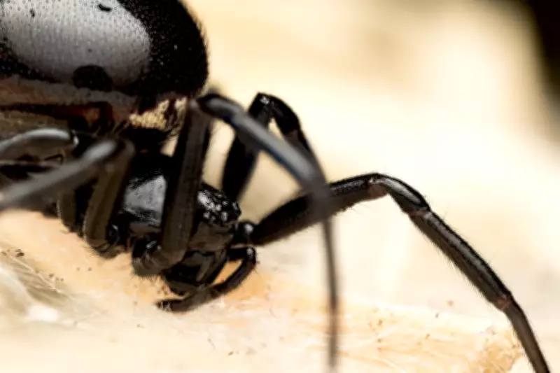 False Widow Spider Surge Hits London, Found at Buckingham Palace