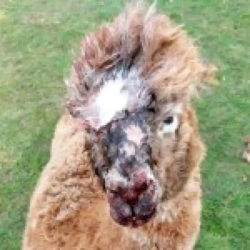 Four Alpacas Killed in Rottweiler Attack on Cambridgeshire Farm