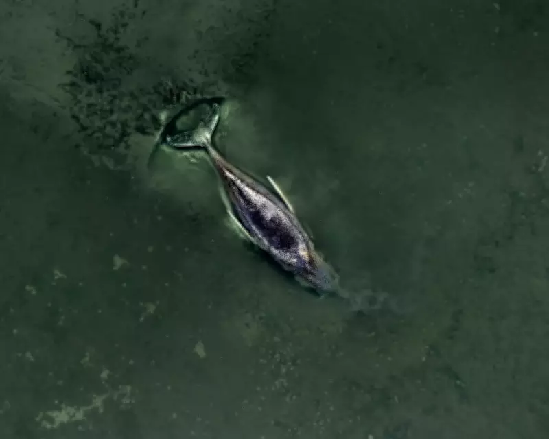 German Humpback Whale Stranding Sparks National Drama and Death Threats