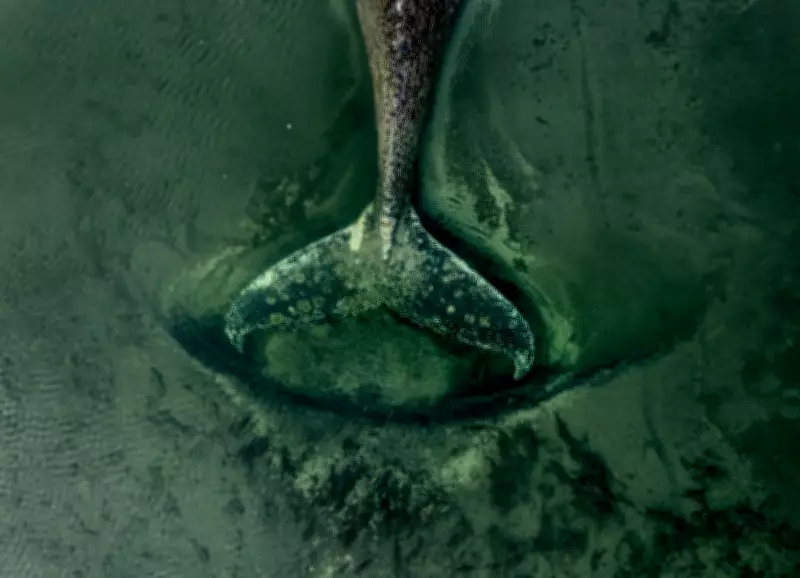 German Humpback Whale's Agonizing Stranding Highlights Human Impact on Marine Giants