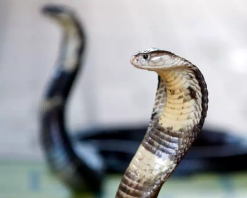 German Tourist Dies After Snake Bite at Egypt Show