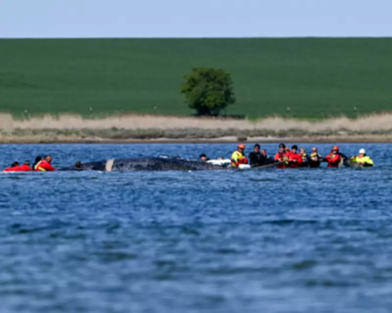 Germany Approves Barge Rescue for Stranded Humpback Whale Timmy