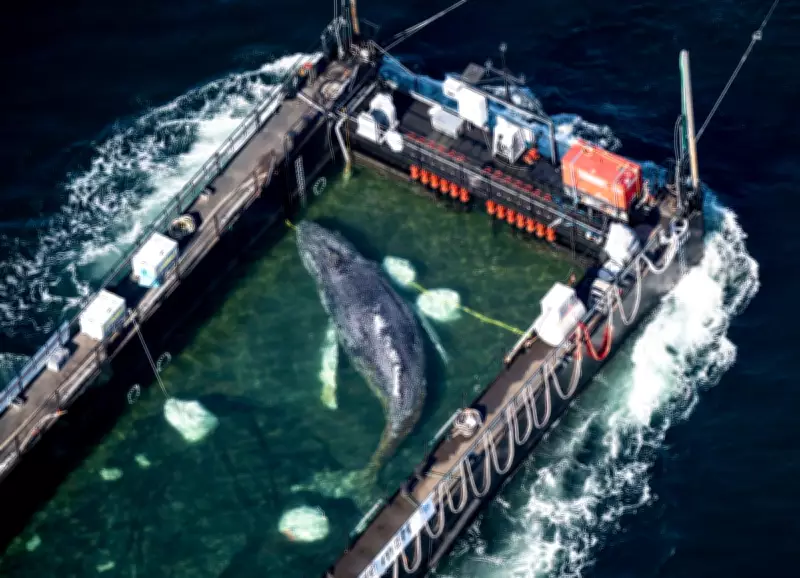 Germany's Stranded Humpback Whale Timmy Rescued in High-Stakes Operation