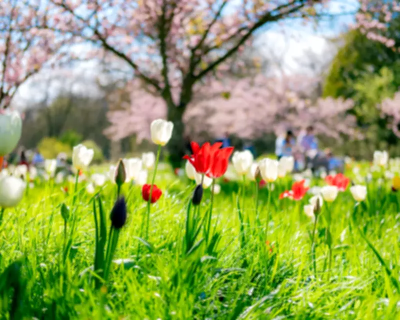 Global Photo Showcase: From Kew's Tulips to Greenland's Fjords